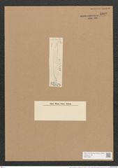 Hantzschia amphioxys var. brasiliensis Grun. (de-Toni-Nr.: Genus 50, Species 2204) Zeichnungen Sammlung Grunow Nr. 4602 (NHMW-BOT-W0372634)